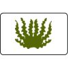 Name Badge Thumbnail